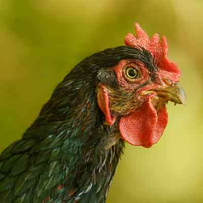 themenwelt krachel bild huhn barnevelder 400x400